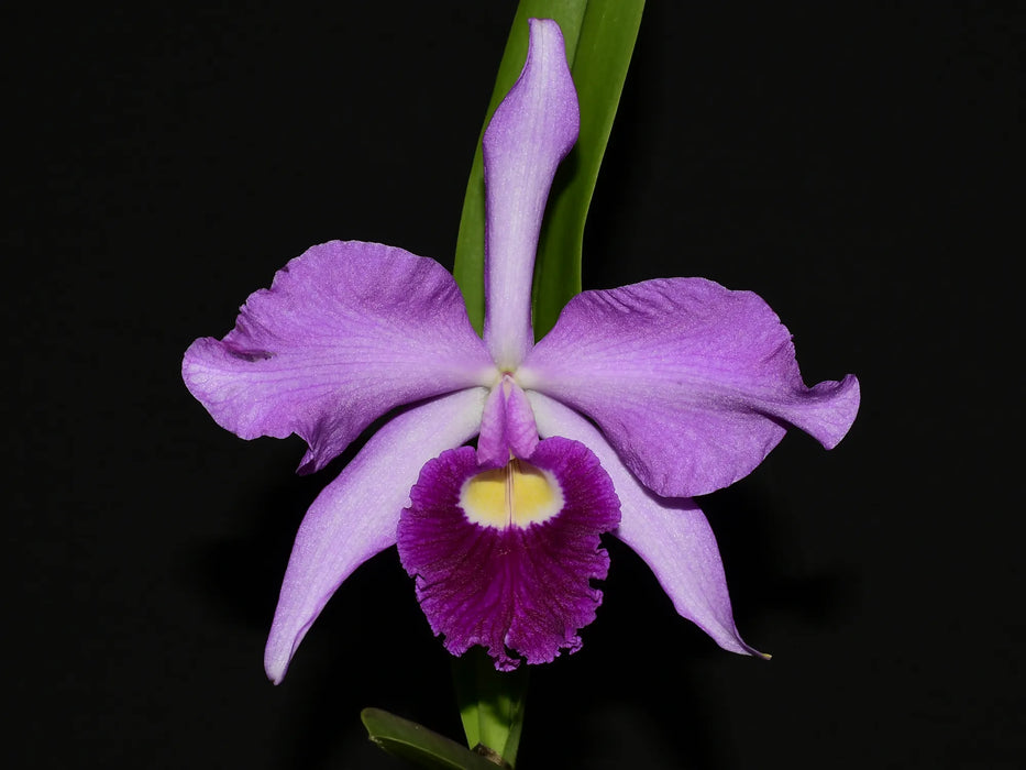 Cattleya Eximia