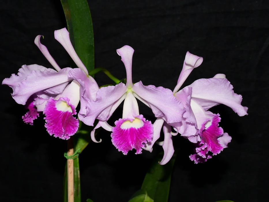 Cattleya Eximia