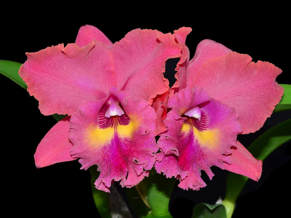 Cattleya Felicia