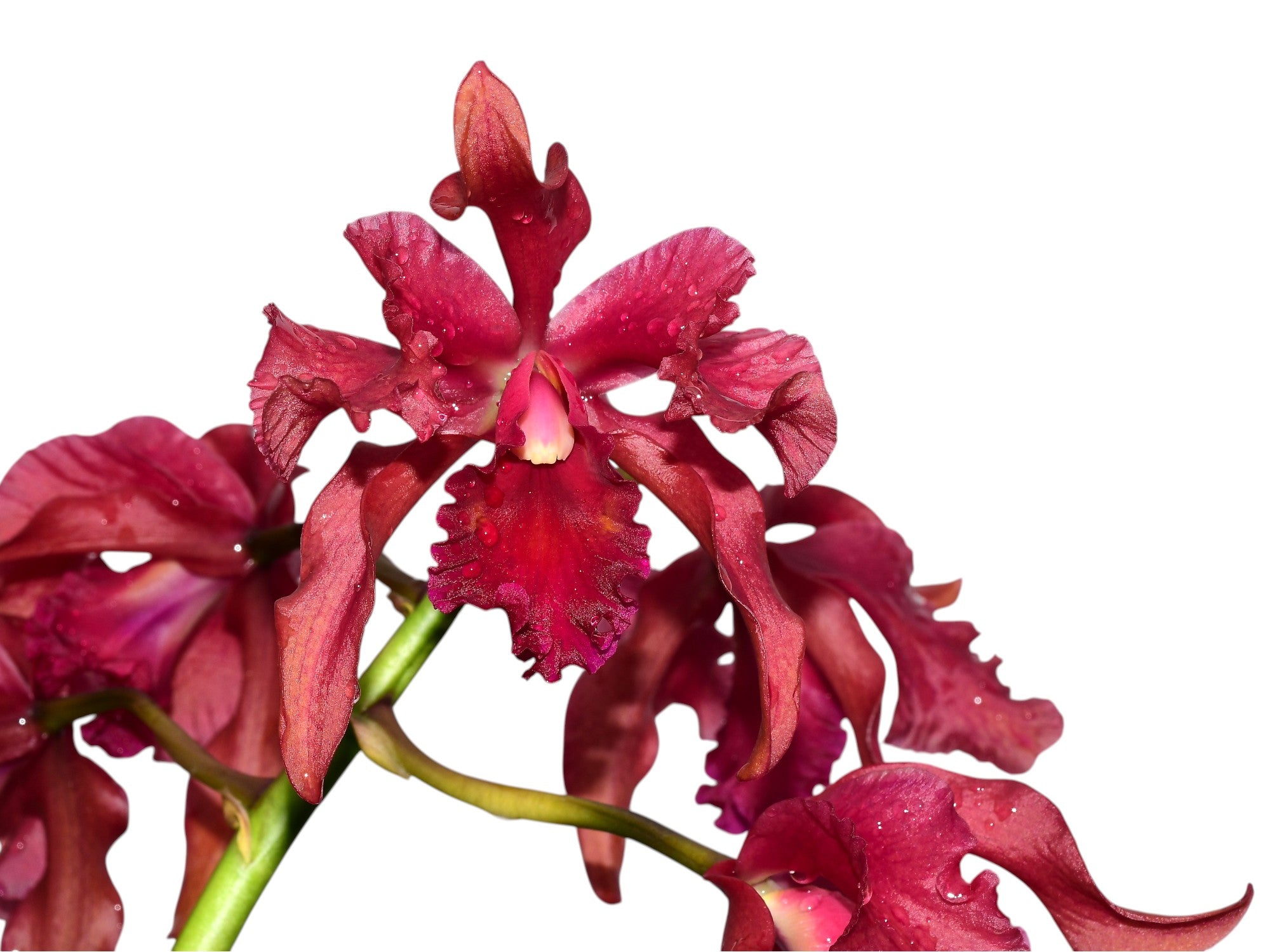 Cattleya Felicia x Laelia rosea — Ecuagenera Orquídeas del Ecuador