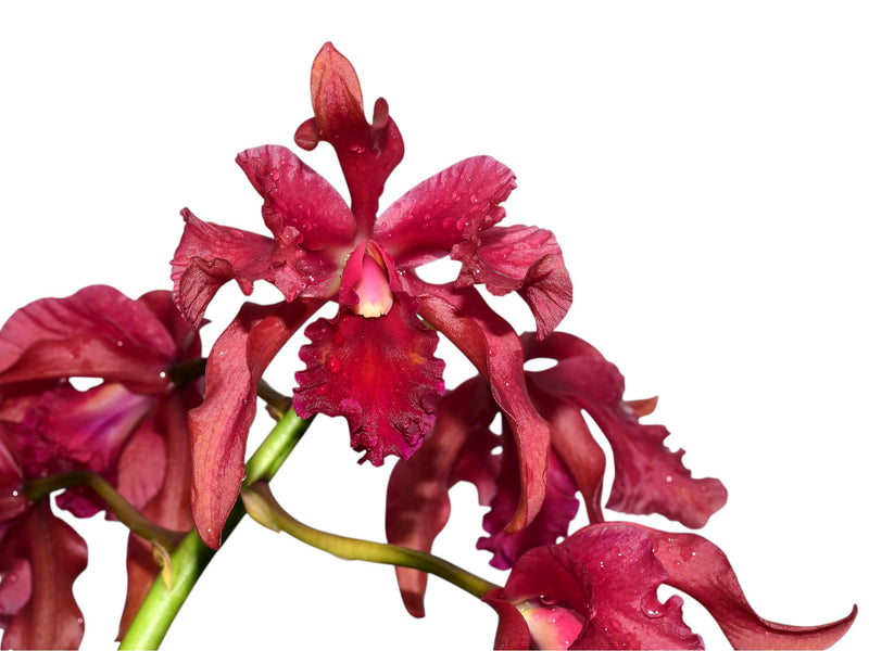 Cattleya Felicia x Laelia rosea