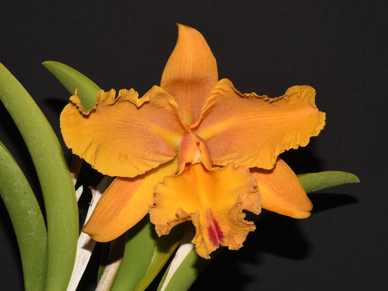 Cattleya Felicia x Rlc. Goldenzelle Lemon Chiffon