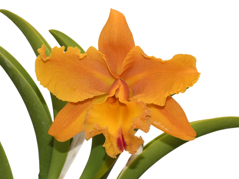 Cattleya Felicia x Rlc. Goldenzelle Lemon Chiffon