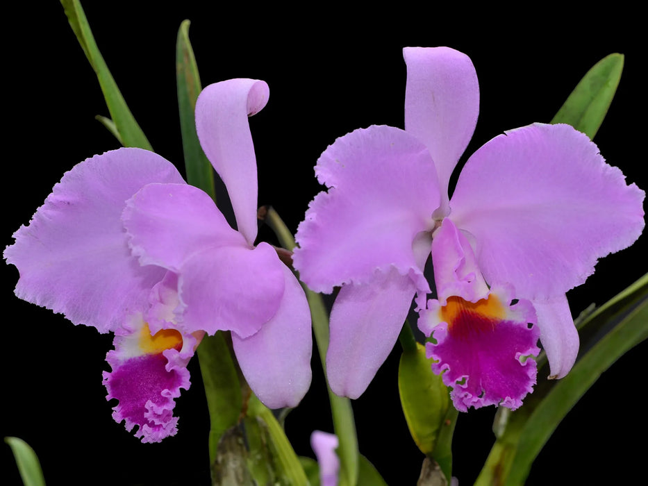 Cattleya Fox