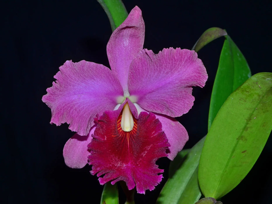 Cattleya Fox x Blc. Chia Lin New City