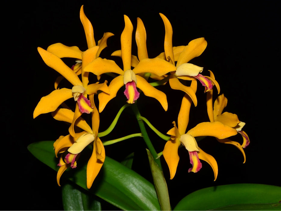 Cattleya Fredis J. Refunjol