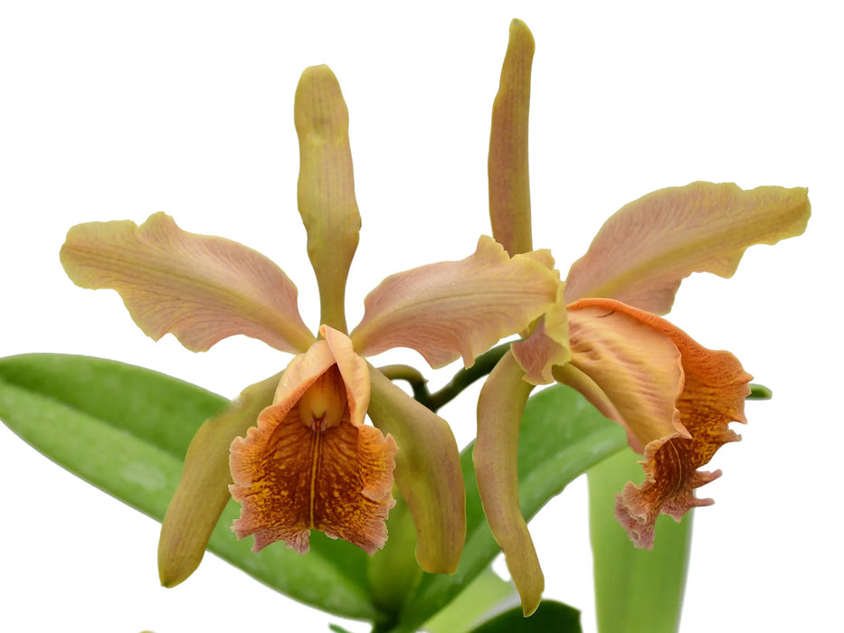 Cattleya Fulvescens