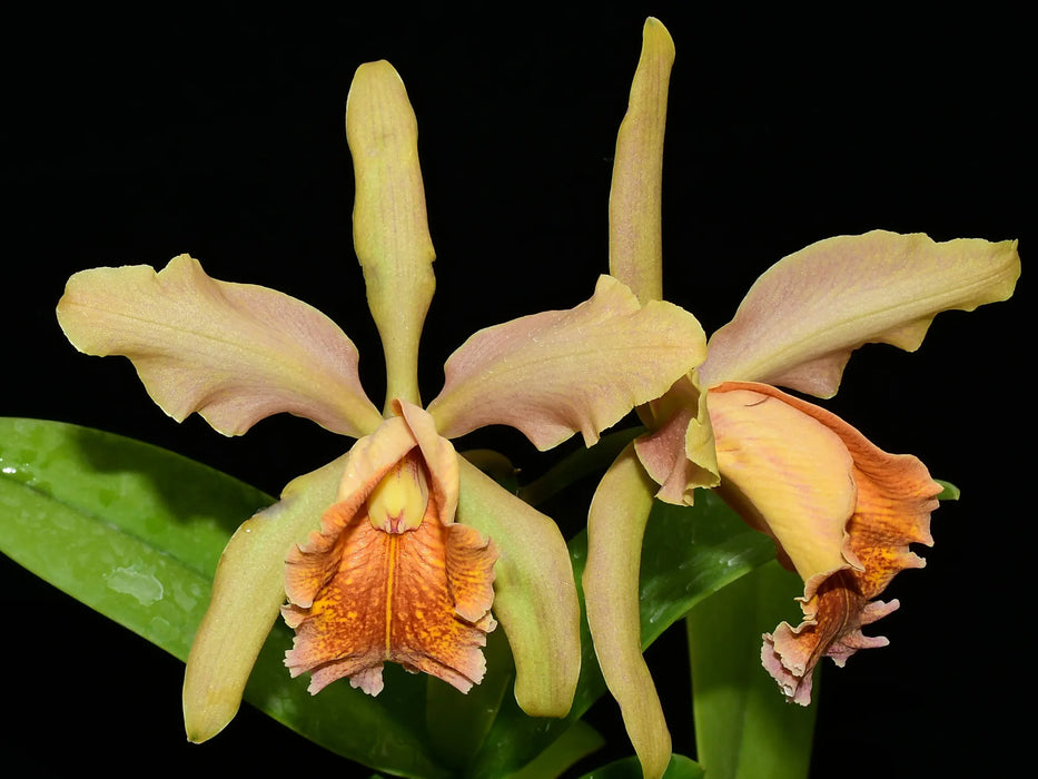 Cattleya Fulvescens