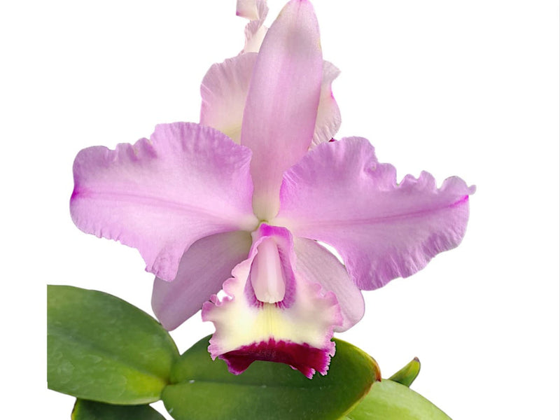 Cattleya GB