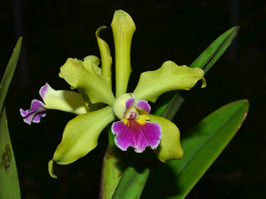 Cattleya Gemma (1899)