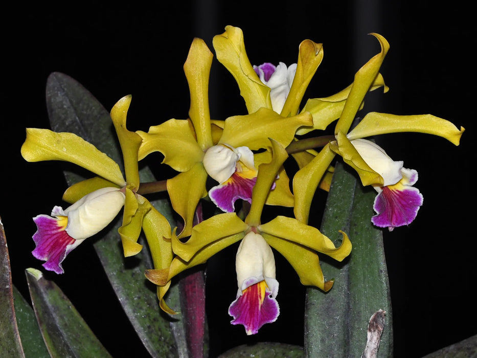 Cattleya Gemma (1899)