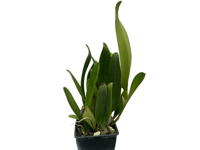 Rhyncholaeliocattleya Isa Ontaneda