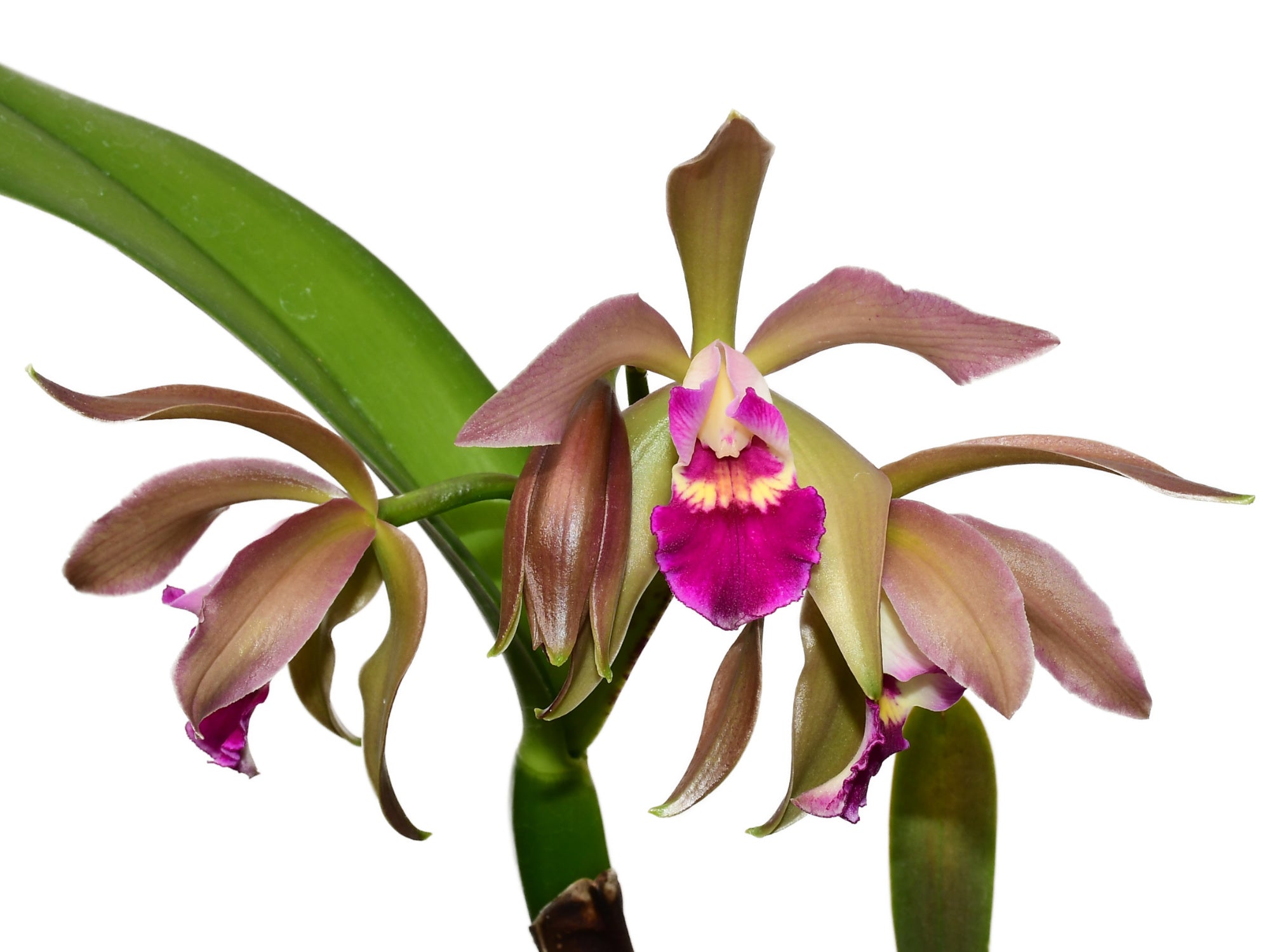 Cattleya Gigi Portilla