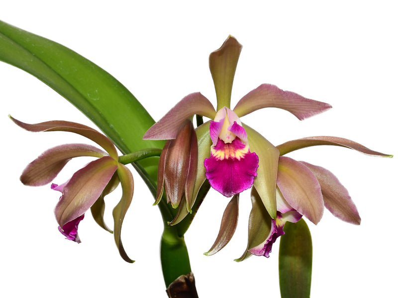 Cattleya Gigi Portilla