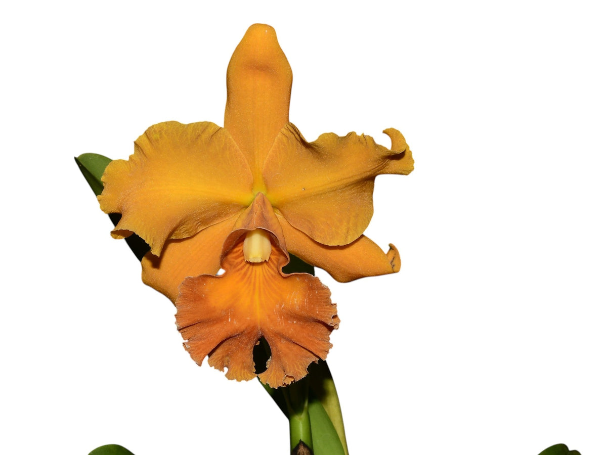 Rhyncholaeliocattleya Sandra Cordero — Ecuagenera Orquídeas del