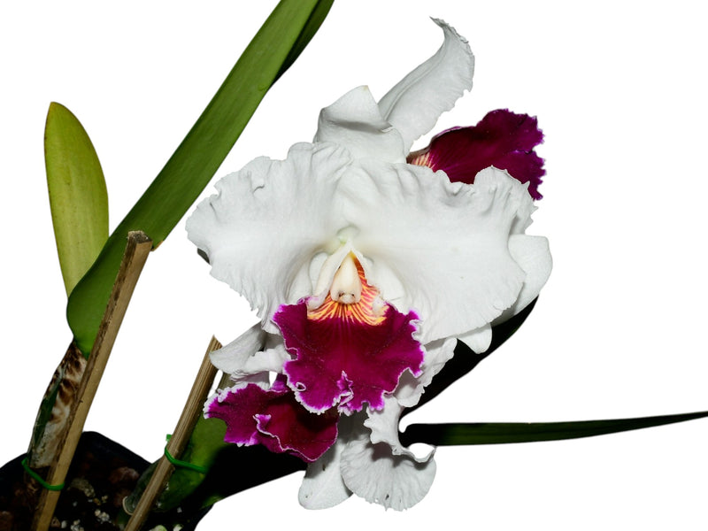 Cattleya Hawaiian Fair