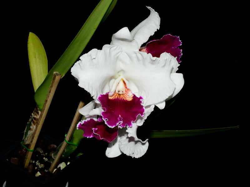 Cattleya Hawaiian Fair