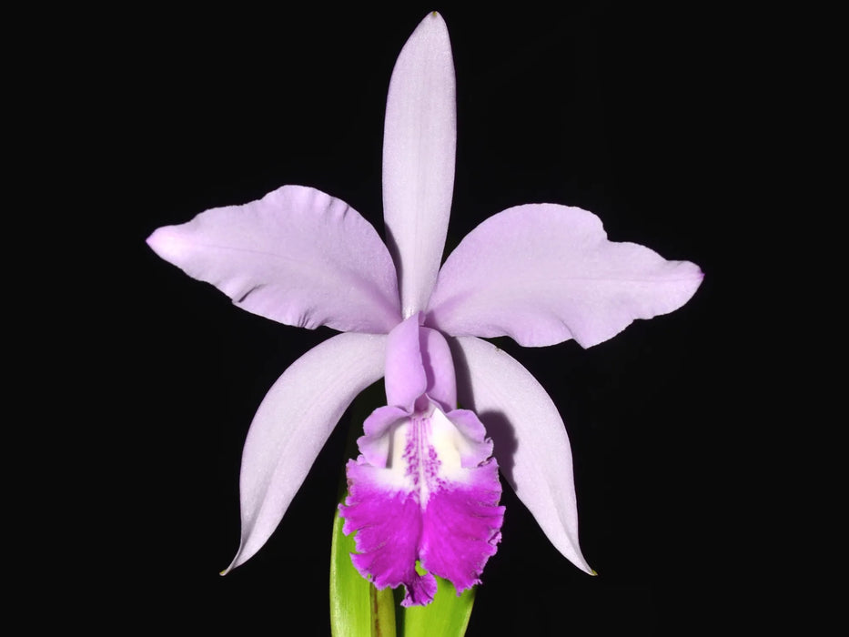 Cattleya Intermedia-Gigas