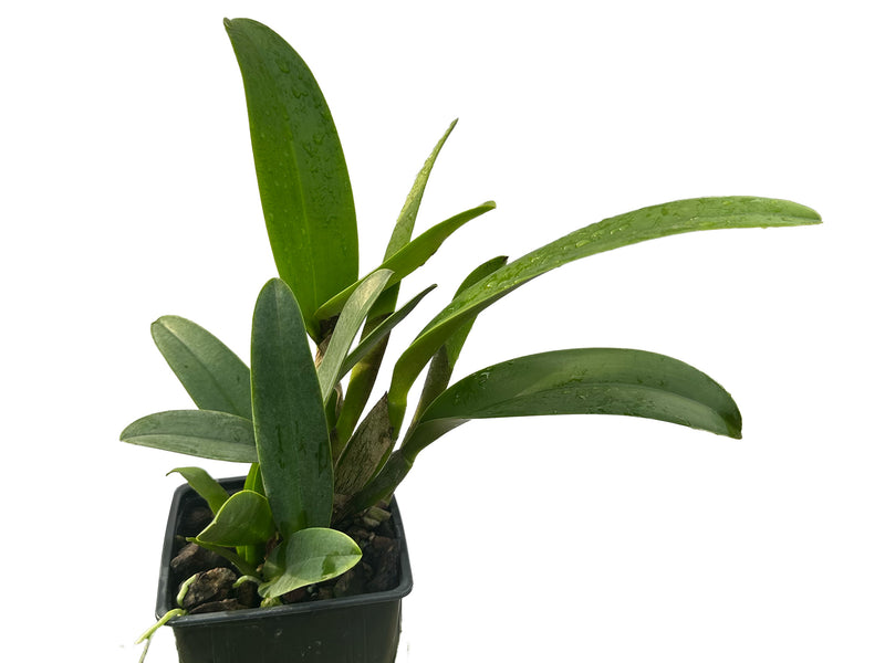 Cattleya Intermedia-Gigas alba X Brassolaeliocattleya Mildred x Blc. Chyong Guu Swan