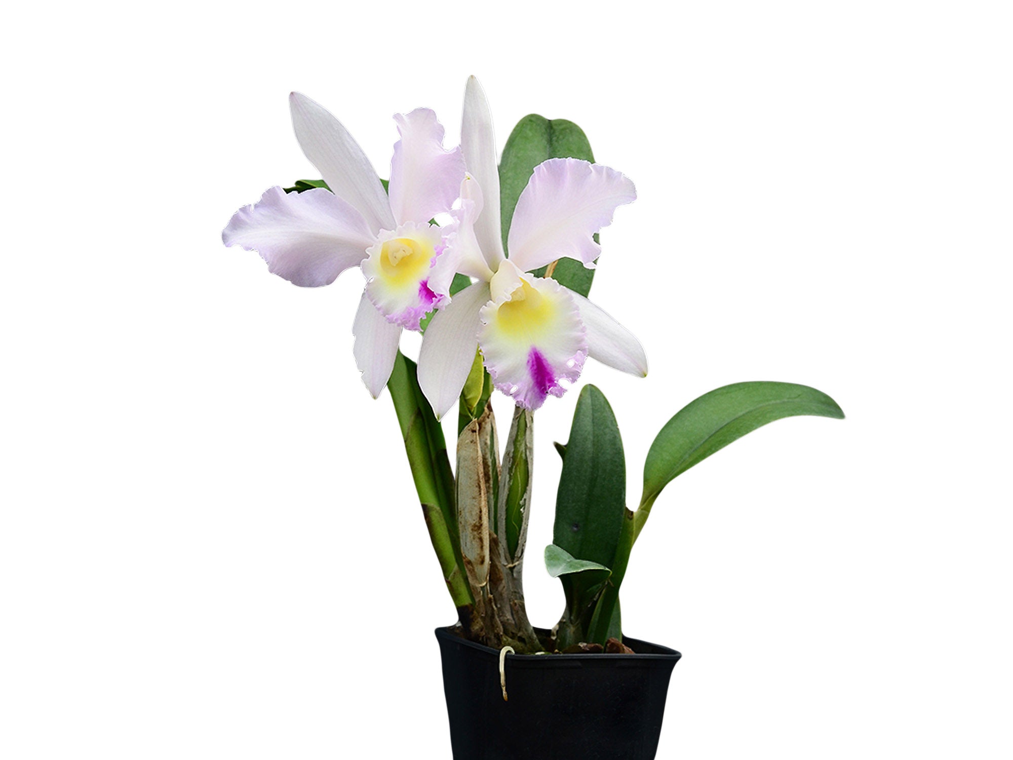 Cattleya Intermedia-Gigas alba X Brassolaeliocattleya Mildred x Blc. Chyong Guu Swan