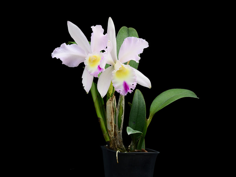 Cattleya Intermedia-Gigas alba X Brassolaeliocattleya Mildred x Blc. Chyong Guu Swan