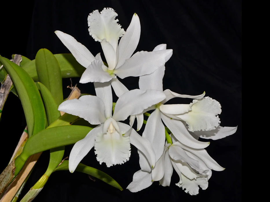 Cattleya Intermedia-Gigas f. alba