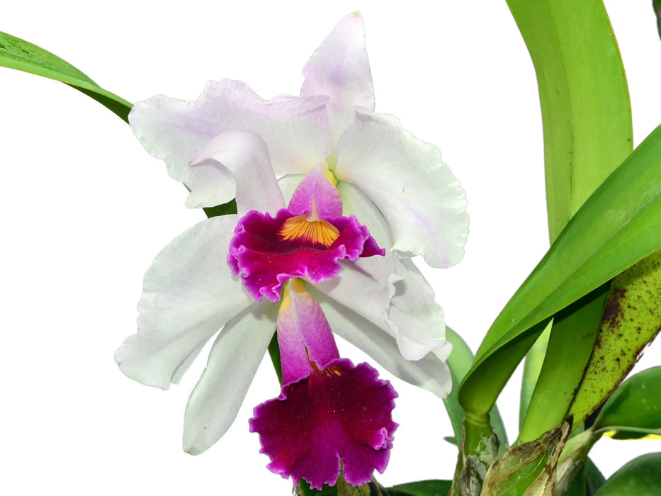 Cattleya Joe Rives