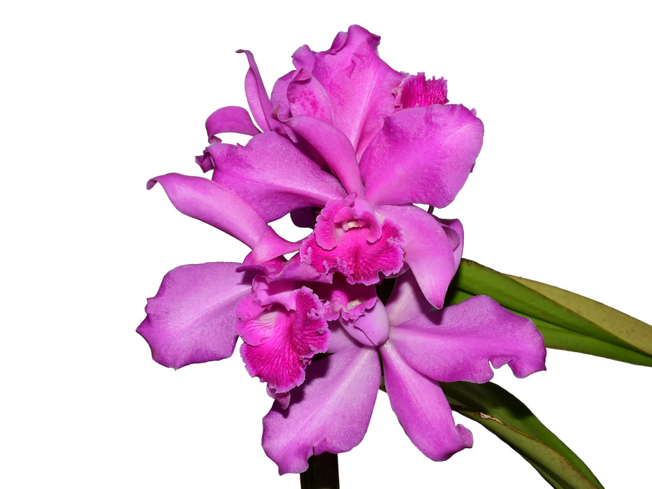 Cattleya Jorge Portilla