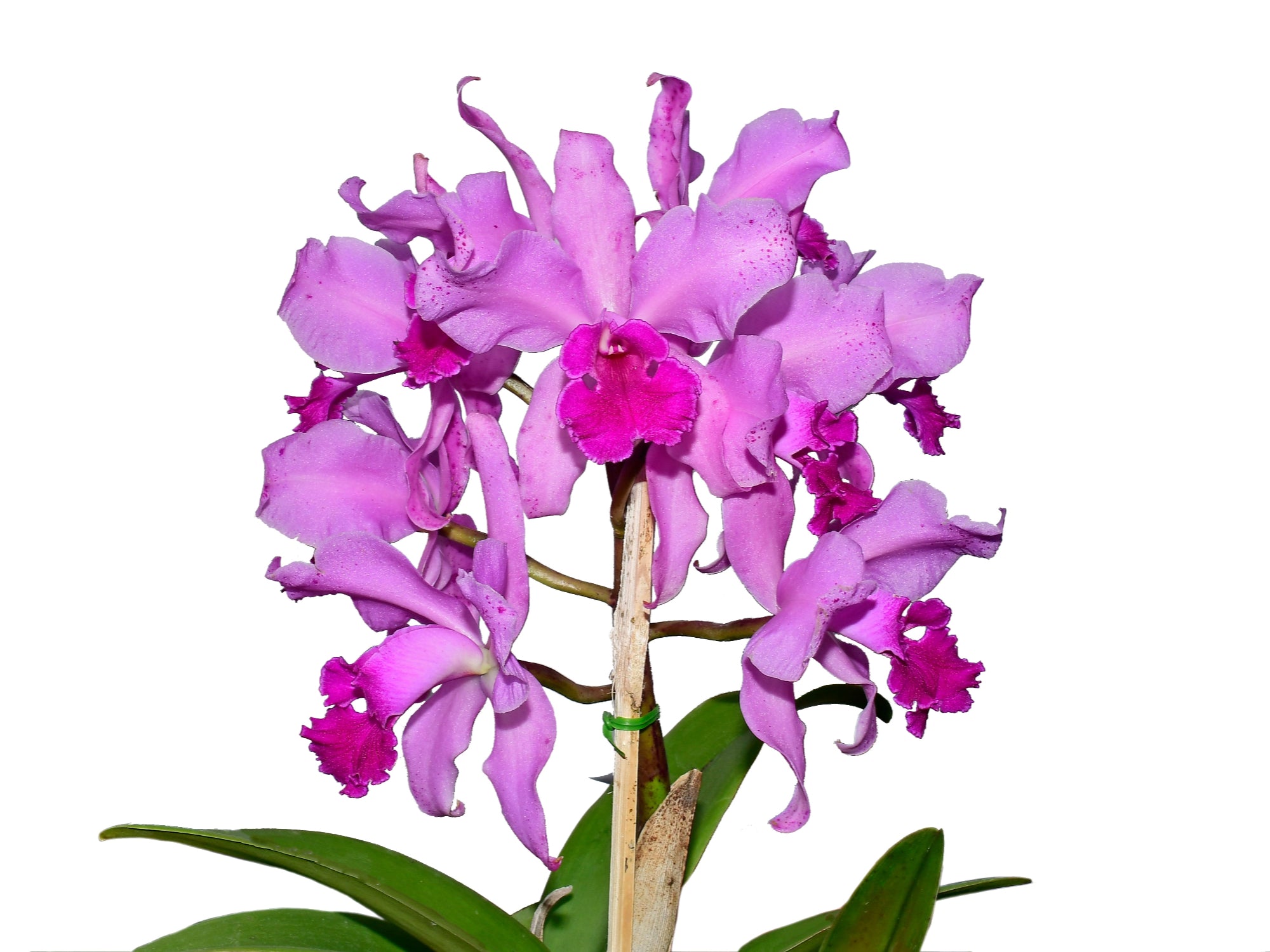 Cattleya Kay