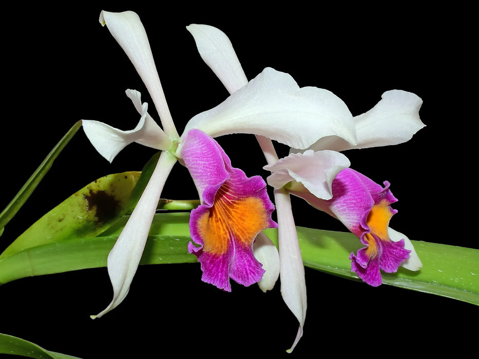 Cattleya Kiat Tan