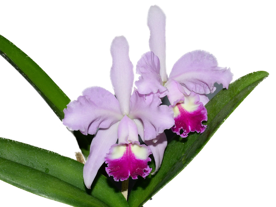 Cattleya Kiss Me