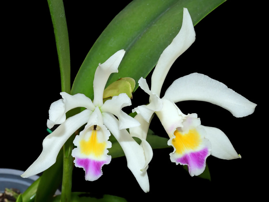 Cattleya Lavinia Valbonesi