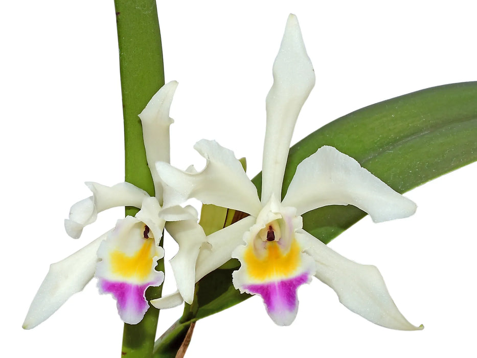 Cattleya Lavinia Valbonesi