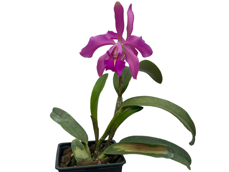 Cattleya Little Lars