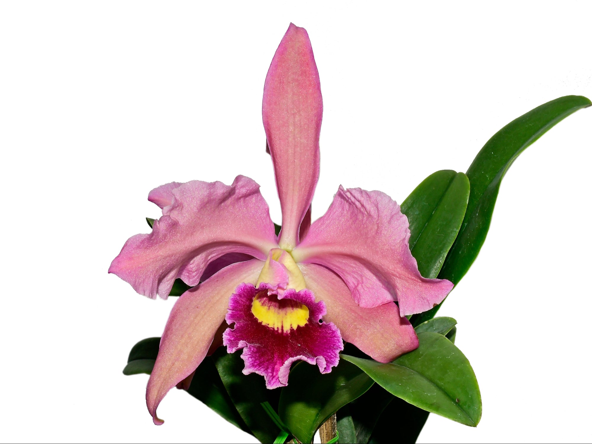 Cattleya Lucia Fernandez — Ecuagenera Orquídeas del Ecuador