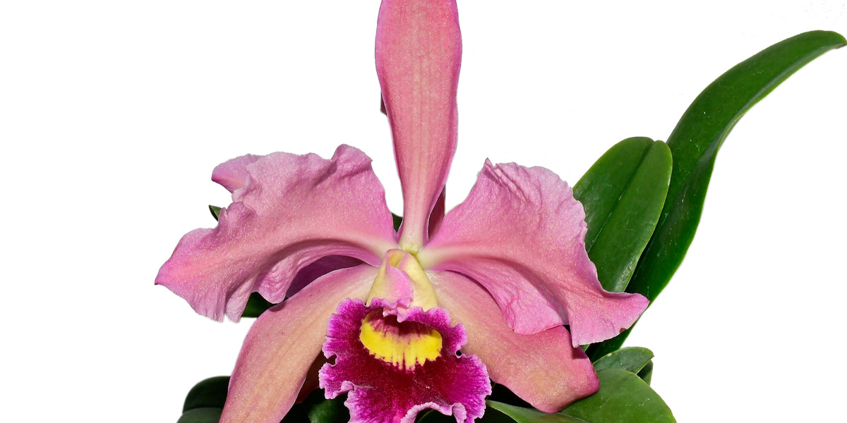 Cattleya_Lucia_Fernandez.