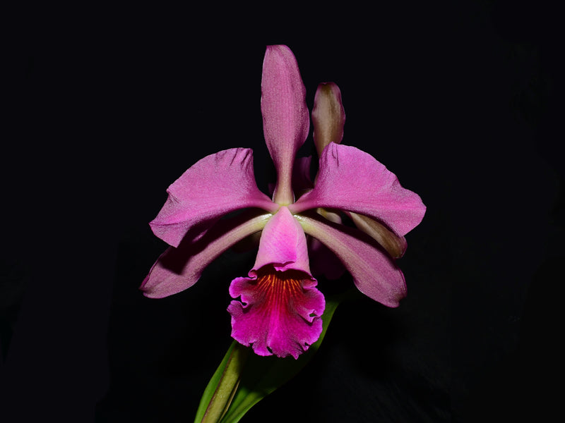 Cattleya Lucia Fernandez