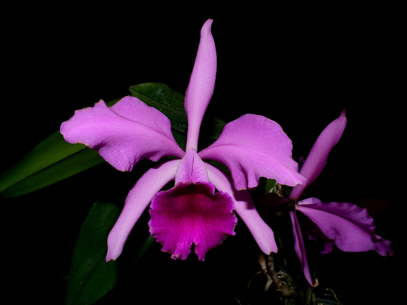 Cattleya Lucia Fernandez