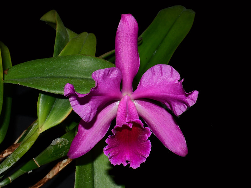 Cattleya Lucia Fernandez