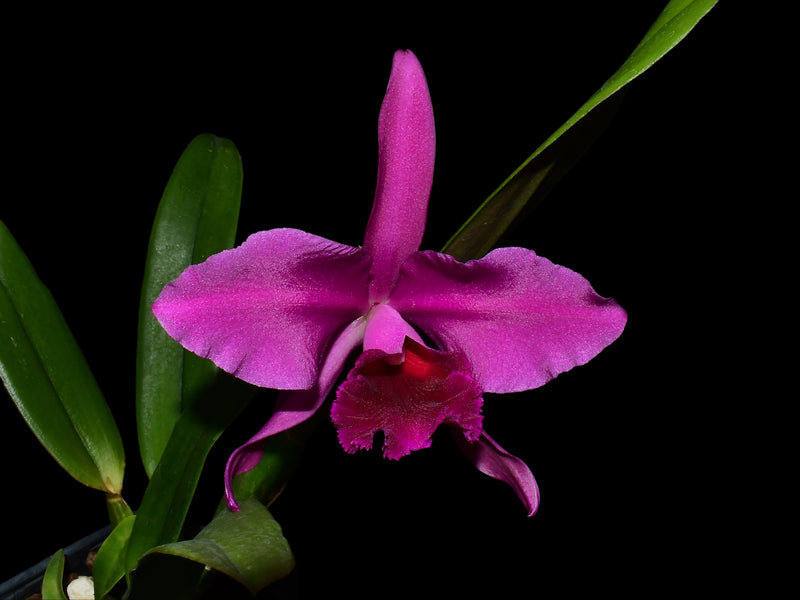 Cattleya Lucia Fernandez