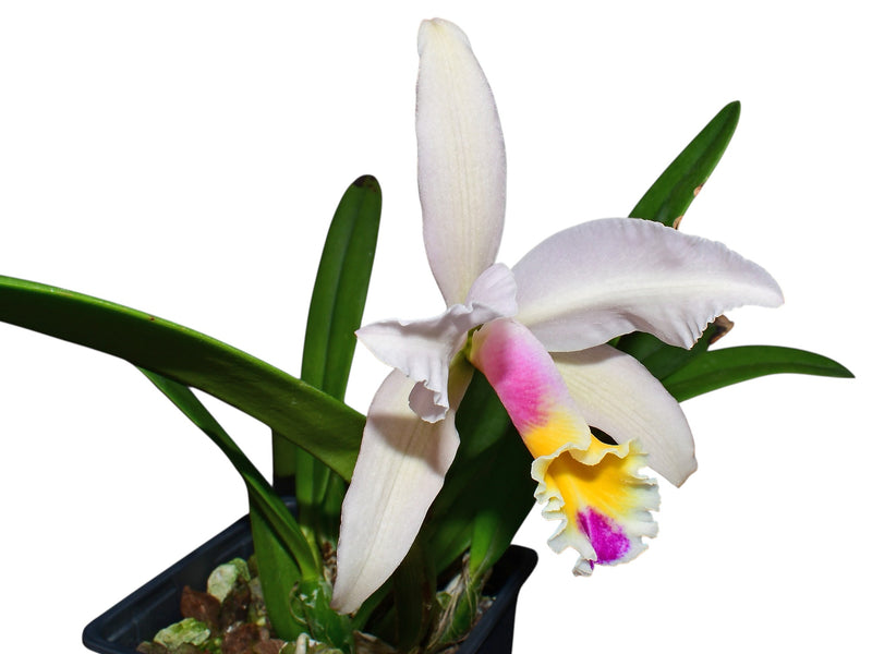 Cattleya Luciana C