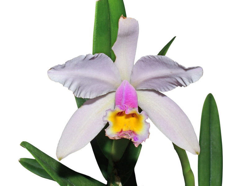 Cattleya Luciana C