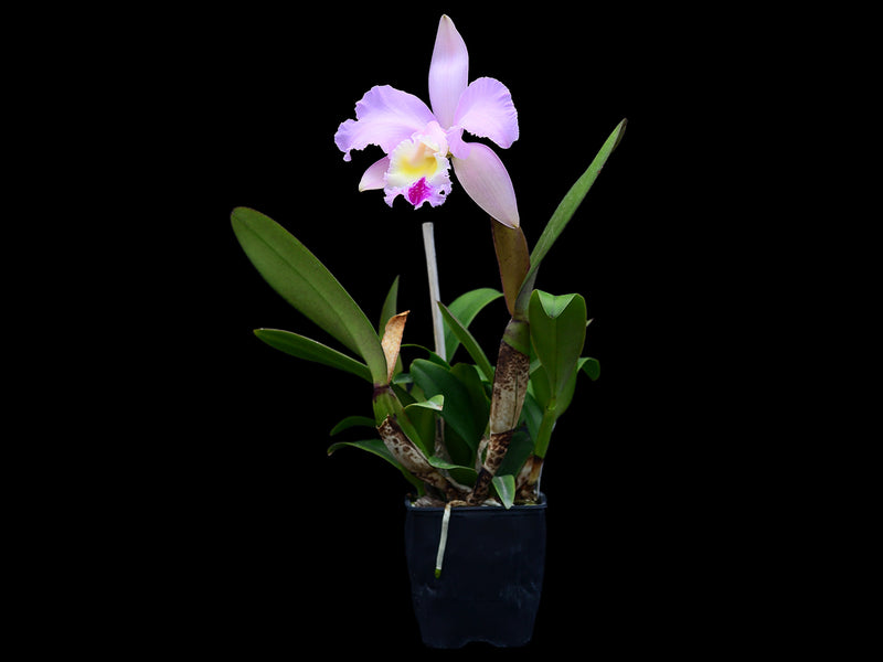Cattleya Madeline Soto
