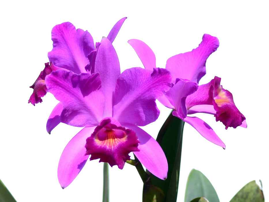 Cattleya Mainau-Zauber