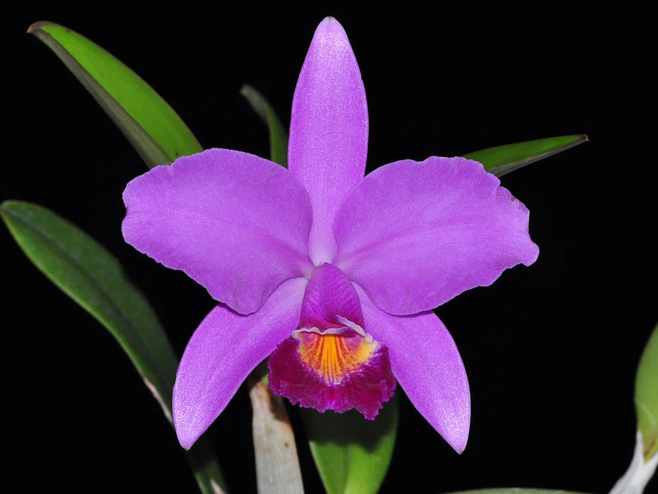 Cattleya Mainau-Zauber