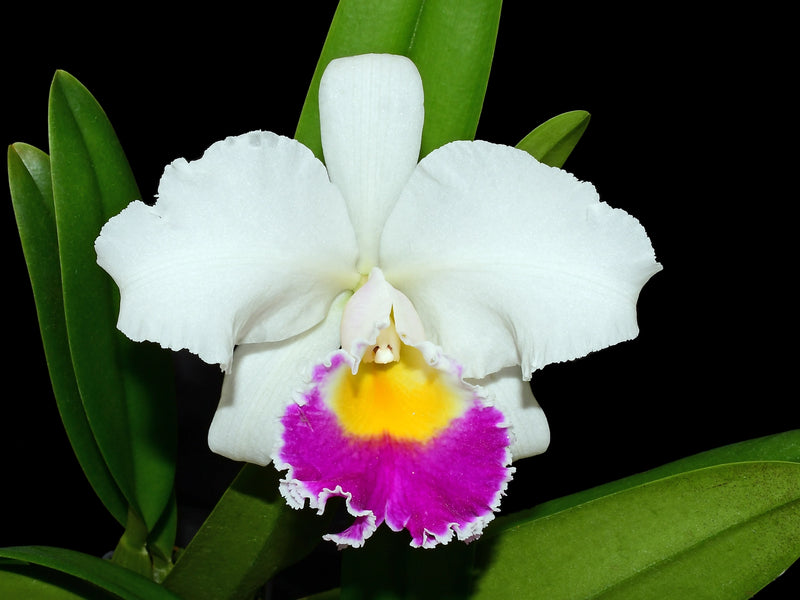 Cattleya Manuel Moran