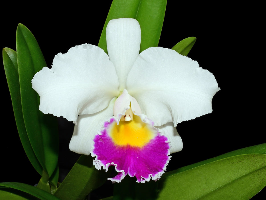 Cattleya Manuel Moran