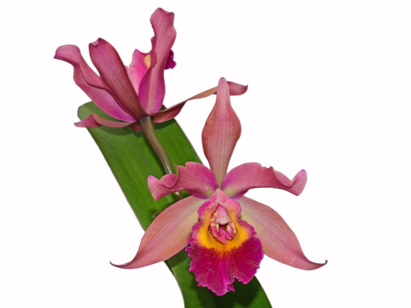 Cattleya Chakana