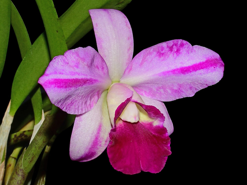 Cattleya Maria Elena Cazar