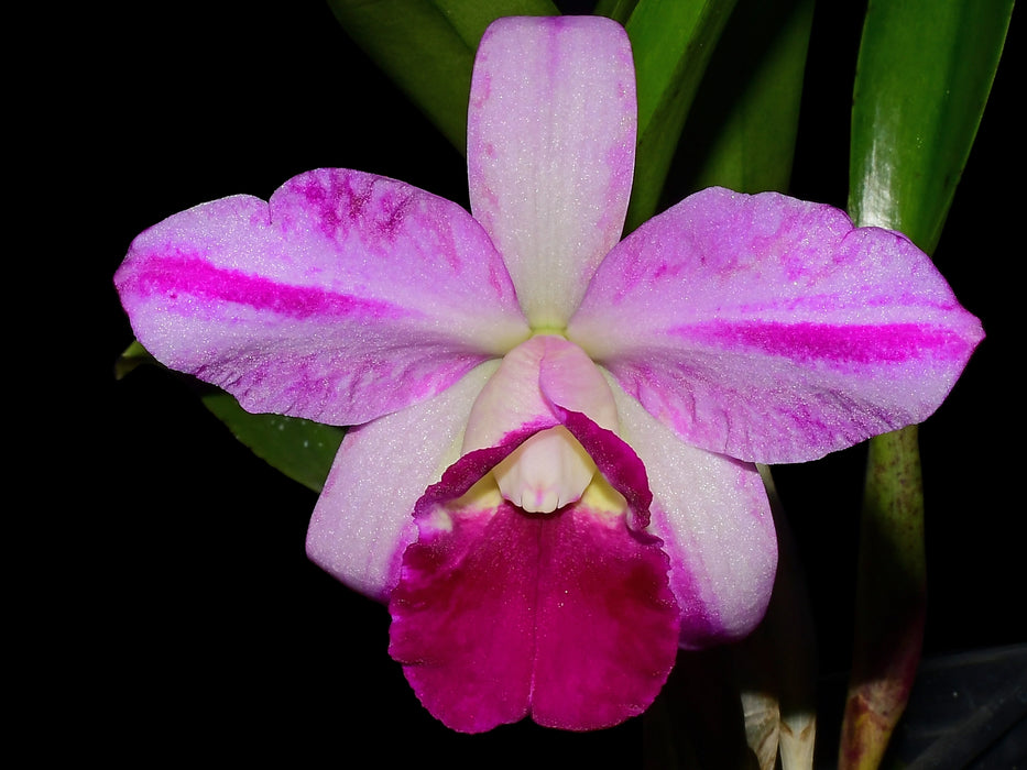 Cattleya Maria Elena Cazar